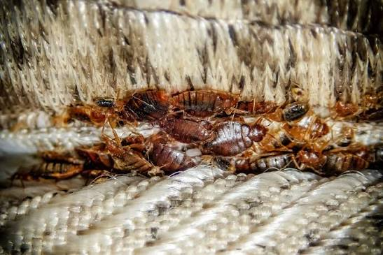 Bed Bugs