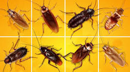 Cockroaches