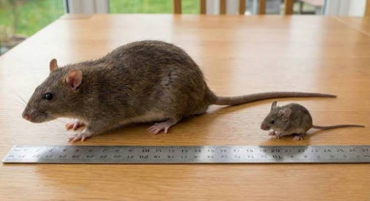 Rats & Mice