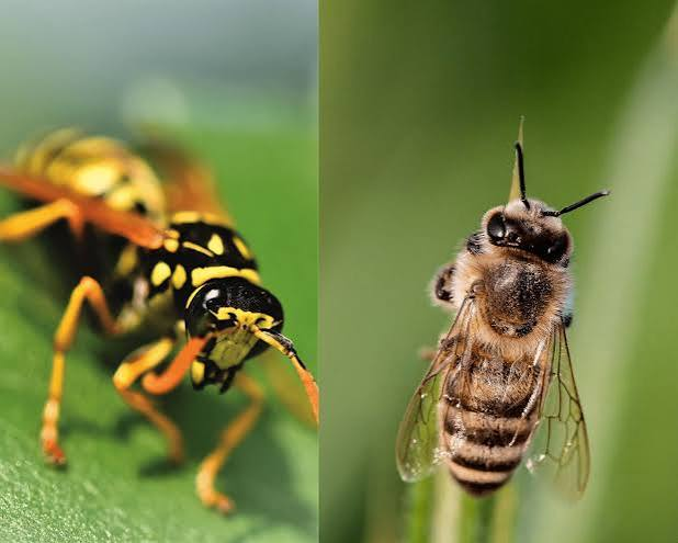 Wasps & Bees